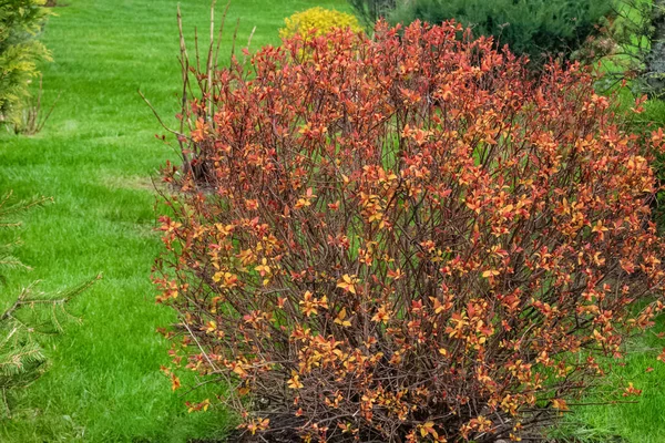 Big round Chaenomeles speciosa bush with orange and red flowers. Green grass — Stok fotoğraf