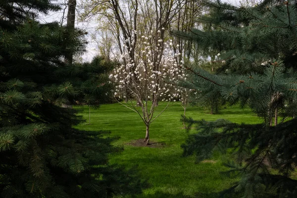 Magnolia boom met witte bloemen in het midden, tussen sparren takken in de schaduw op de voorgrond — Stockfoto