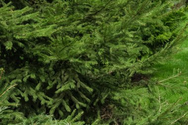 Ormanda büyük köknar dalları var.