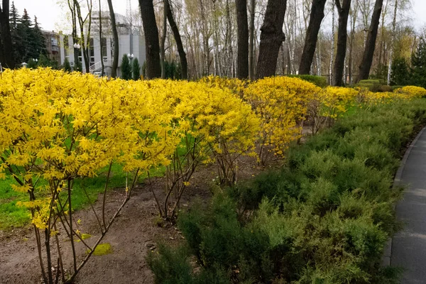 Kharkiv, Ukraine - 27 avril 2021. Ruelle de Forsythia suspensa buissons, floraison dans le parc à la fin du mois d'avril — Photo
