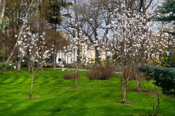 Charków, Ukraina - 27 kwietnia 2021 r. Drzewa magnolii z białymi kwiatami przy głównym wejściu do Central Parku — Zdjęcie stockowe