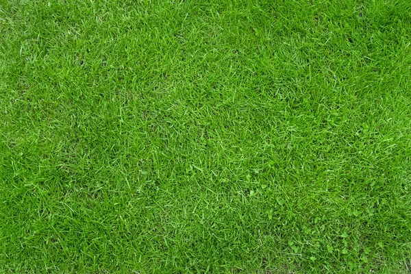 Taze yeşil çimen arka planı. Spor sahası — Stok fotoğraf