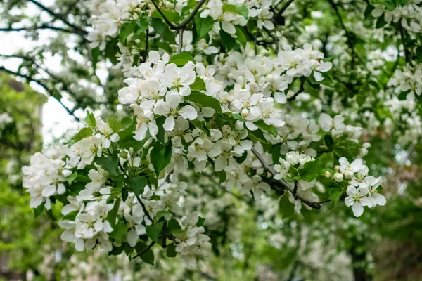 Malus sylvestris, pommier européen fleurs blanches au début du mois de mai — Photo