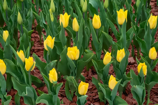 Yellow tulips under red brown mulch on a flowerbed in the park