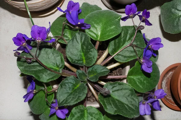 Beaucoup de fleurs violettes avec des feuilles vertes dans un pot d'argile beige sur le rebord de la fenêtre, à côté d'autres plantes dans des pots — Photo