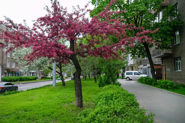 Kharkiv, Ukraine - 10 mai 2021. Malus floribunda arbre avec des feuilles de magenta rouge vif sur la rue de la ville — Photo