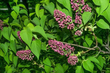 Yeşil yapraklı parlak leylak çiçekleri.