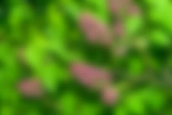Lilac kvete mezi zelenými listy. Přírodní pozadí. Abstraktní rozostření — Stock fotografie