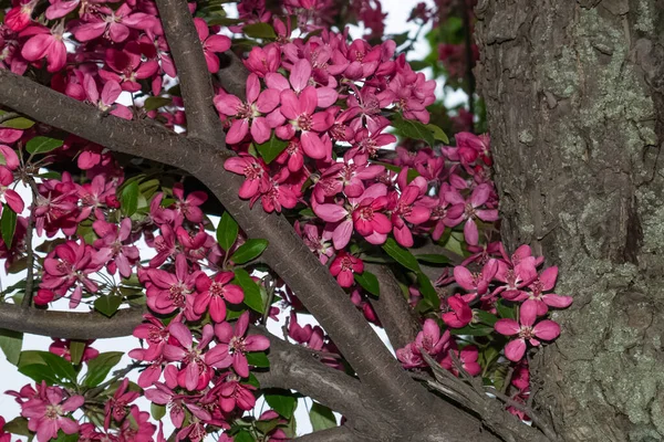 Bellissimi fiori rosa su Malus floribunda, albero di granchio fiorito giapponese in primavera — Foto Stock