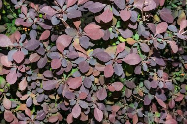 Parlak renkli Berberi thunbergii yaprakları gölgede kalır. Koyu mor renkler