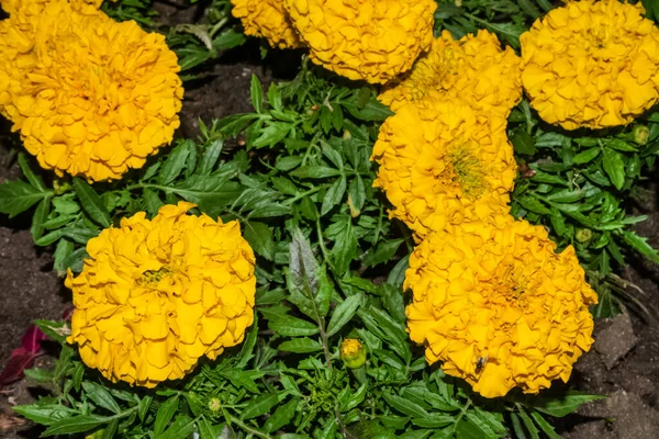 公園内の花壇には黄色いオレンジのタゲッツが花を咲かせます。 — ストック写真