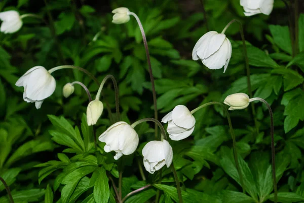 Anemonoides nemorosa, anémone des bois, fleur sauvage. Fleurs fermées blanches avec feuilles vert foncé — Photo