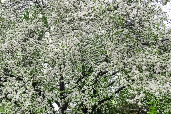 Fleurs blanches sur grand Malus sylvestris, pomme de crabe européenne — Photo