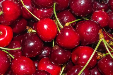 Parlak, olgun kırmızı kirazlar ve su damlaları. Kapat.