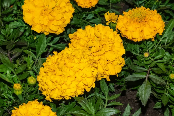 Κοντινό πλάνο του Tagetes στήνει κίτρινα λουλούδια στον κήπο — Φωτογραφία Αρχείου