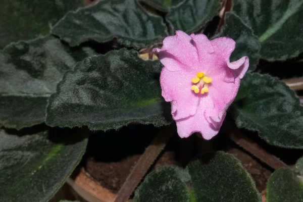 Einzelne hellrosa Viola-Blume zwischen dunkelgrünen Blättern in einem Topf — Stockfoto