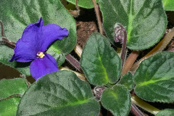 Une fleur d'alto violet brillant avec des feuilles. Gros plan — Photo