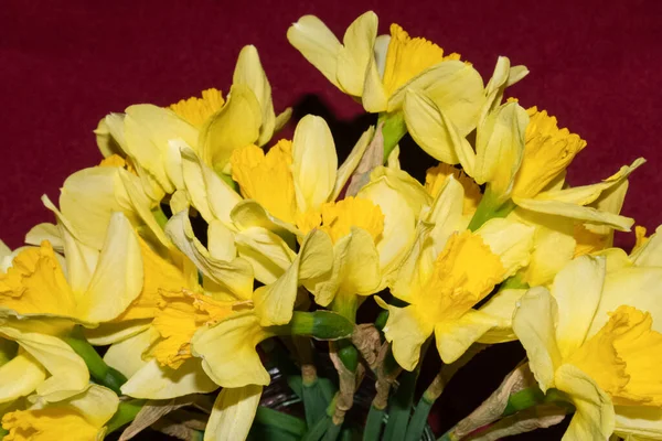 Ramo de narcisos amarillos saturados con fondo rojo texturizado —  Fotos de Stock
