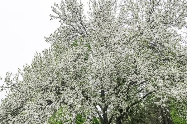 Fleurissement Malus sylvestris, pommier crabe européen fleurs blanches en mai — Photo