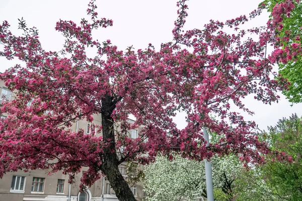 Kharkiv, Ukraine - 10 mai 2021. Grand arbre à fleurs Malus floribunda dans la rue de la ville — Photo