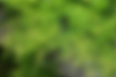 Orman yeşil ve koyu yeşil arka plan bulanık