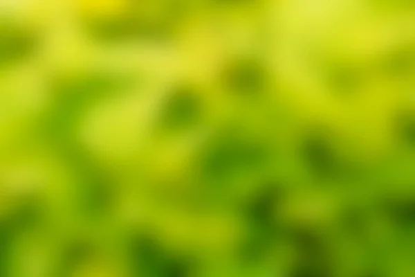 Letní přírodní zelené a žluté rozmazané pozadí — Stock fotografie