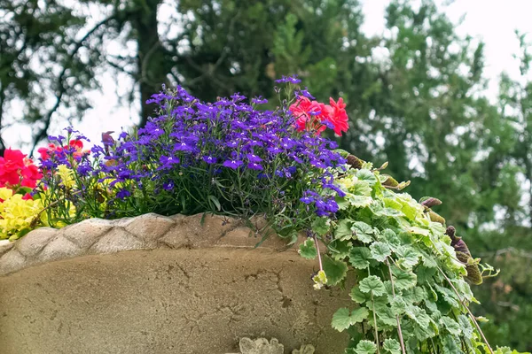 Mor Lobelia erinus ve pembe çiçekler. Yeşil çatlak yapraklar. Eski bir vazo. Kapat.