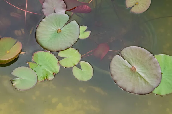 Göletteki yeşil su nilüferlerini kapatın. Su altında çömlek silueti