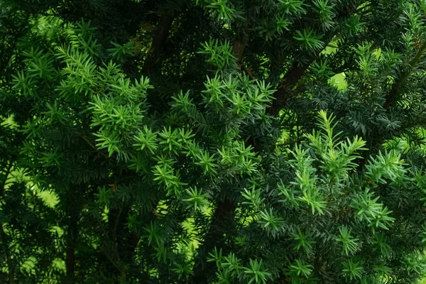 Таксус бакката, тисовое дерево зеленые ветви в тени — стоковое фото