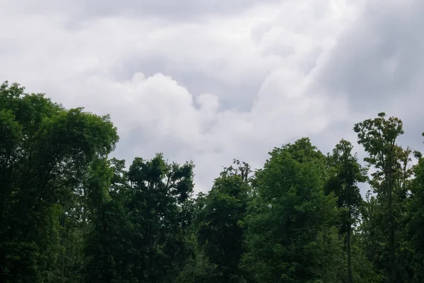Yumuşak beyaz ve gri bulutlar. Gölgeli ağaçlar. Yaz