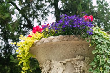 Parkta renkli çiçekli bej renkli vazo. Ipomoea batatas 'ın mor yaprakları, Lobelia erinus, kırmızı Relargonium hororum, Dichondra micrantha, klorophytum