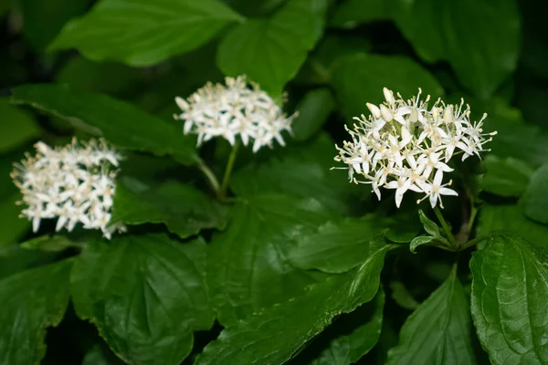 Trois cornouillers blancs, Cornus sanguinea, fleurs aux feuilles vertes. Une fleur la plus proche en vue — Photo