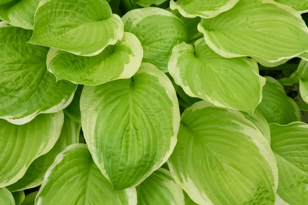 Yeşil ve beyaz Hosta plantaginea büyük yaprakları