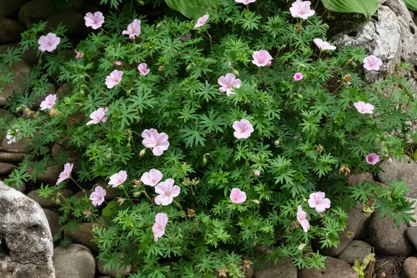 Geranium sanguineum rose clair fleurit entre les rochers — Photo