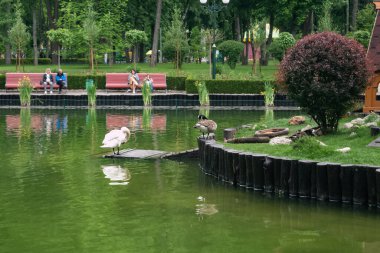 Kharkiv, Ukrayna - 6 Haziran 2021. Bir ördek ve beyaz kuğu, iskelede tüylerini temizliyor. Central Park