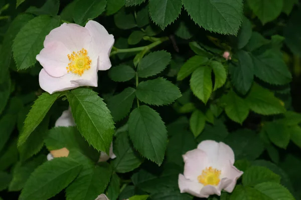 Une mise au point et une lumière floue roses de thé sur un buisson — Photo