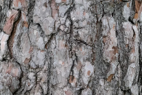 Makro foto av strukturerad brun tall bark — Stockfoto