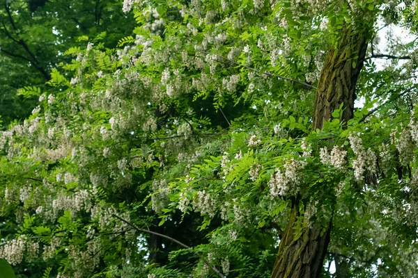 Virágzó Robinia pseudoacacia fa a nyár elején — Stock Fotó
