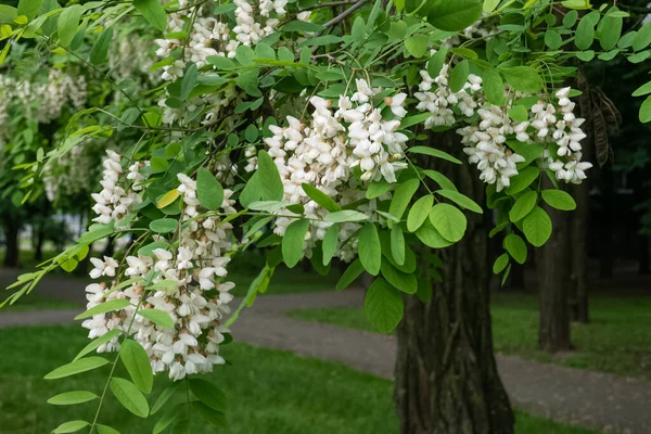 Robinia pseudoacacia fleurs blanches sur une branche d'arbre dans le parc. Coup droit — Photo