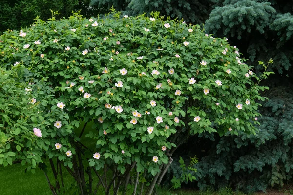 Buisson fleuri de rose de thé avec des branches d'épinette sur le fond — Photo