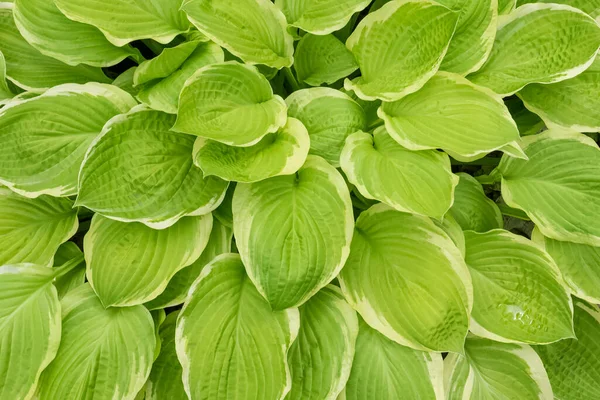 Parcialmente húmedo grande verde claro Hosta plantaginea hojas textura Fotos de stock libres de derechos