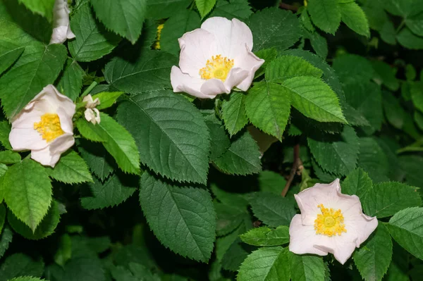 Roses de thé rose vif aux feuilles vertes en juin — Photo