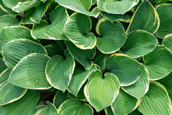 Koyu yeşil ıslak Hosta plantaginea yaprakları açık sarı kenarlı — Stok fotoğraf