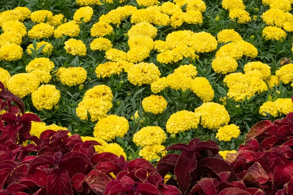 明るい黄色のタゲテスが花を構成し、前景に赤いハーベストの血の葉を滲ませ — ストック写真