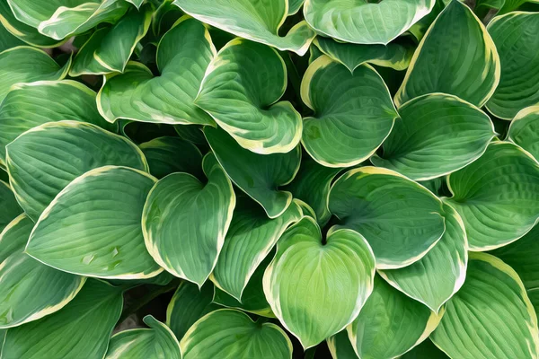 Boyalı yeşil Hosta plantaginea yaprakları sarı kenarlı ve çiğ damlaları — Stok fotoğraf