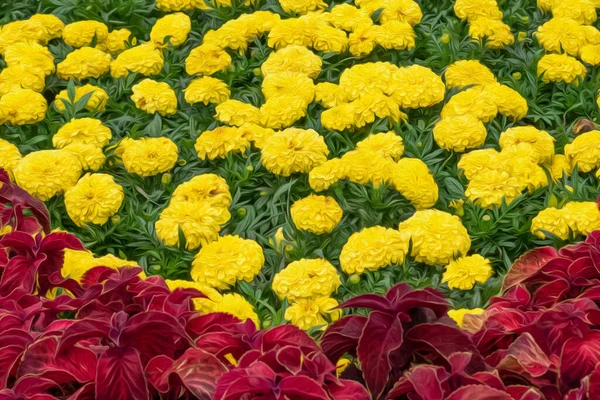 黄色のタゲットは、花壇に赤いハーベストの血の葉を持つ花を構成します。絵画効果 — ストック写真