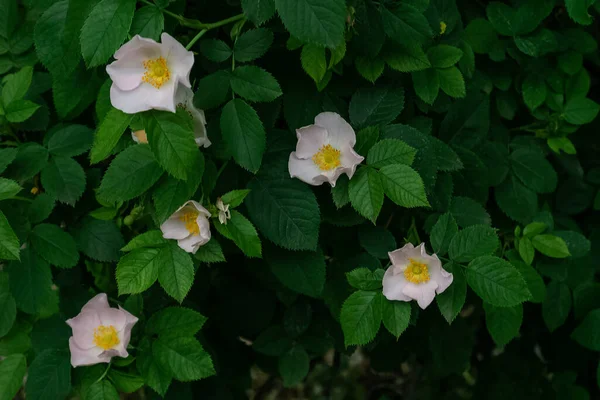 Buisson foncé avec des roses roses, en partie au point et en partie flou. Feuilles dans l'ombre — Photo