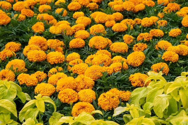 前景にはオレンジ色のタゲテスが花やカエウスの薄緑色の葉を咲かせます — ストック写真