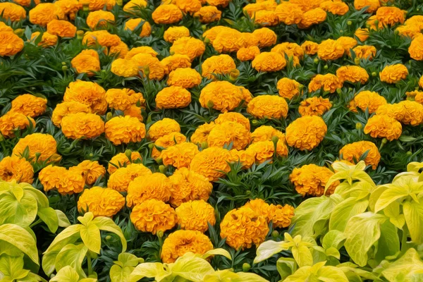 Desenho de laranja Tagetes ergue flores e Coleus luz folhas verdes — Fotografia de Stock