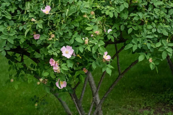 Floraison de petites roses rose clair sur un buisson dans le parc — Photo